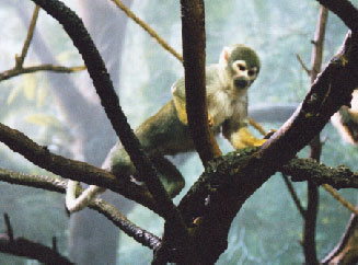 Common Squirrel Monkey