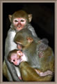 Mt Popa - monkeys