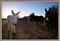 Silverton - donkeys