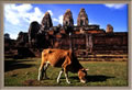Pre Rup - cow and temple