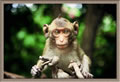 Prachuap Khiri Khan - macaque