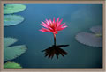 Sukhothai - lotus flower