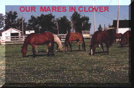 Mares In Clover - click to view our list of mares