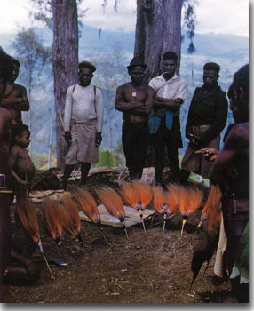 Illegal trade of hunted Bird of Paradise