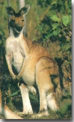 Agile Wallaby (Macropus agilis) Source: Top and Native