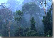 Tropical rainforest of Irian Jaya