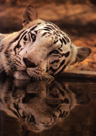 animated pics of tigers. White Tigers