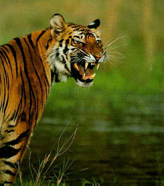 tiger roar ringer