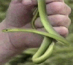 green snake to backyard wildlife