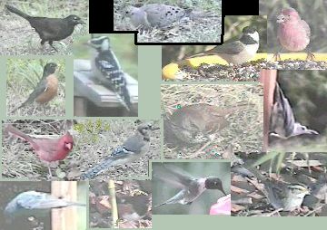 backyard bird collage