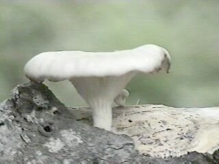 mushroom on a stick