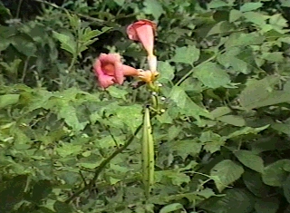 trumpet flower