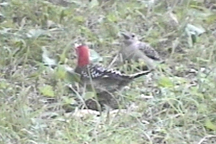 ladderback woodpecker mother and child