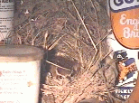 Mother wren on nest