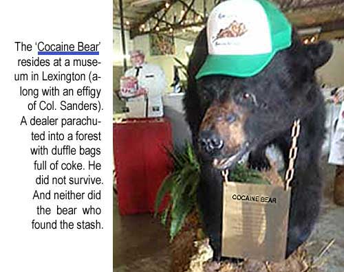 The 'Cocaine Bear' resides at a museum in Lexington (along with an effigy of Colonel Sanders). A dealer parachuted into a forest with duffle bags full of coke. He did not survive. Neither did the bear who found the stash.