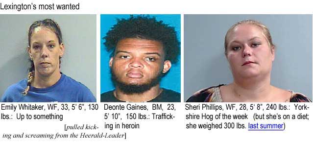 emilsher.jpg Lexington's most wanted: Emily Whitaker, WF, 33, 5'6", 130 lbs, up to something; Deonte Gaines, BM, 23, 5'10", 150 lbs, trafficking in heroin; Sheri Phillips, WF, 28, 5'8", 240 lbs, Yorkshire hog of the week (but she's on a diet; she weighed 30i0 lbs last summer) (pulled kicking and screaming from the Herald-Leader)