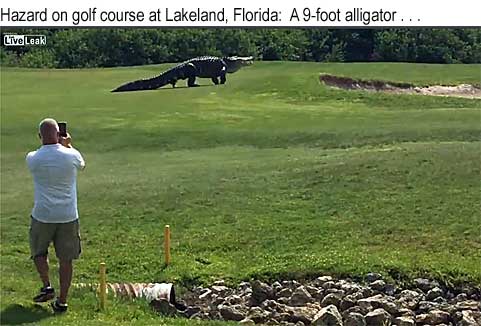 Hazard on golf course at Lakeland, Florida - a 9-foot alligator