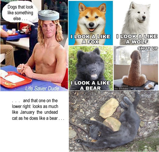 lifedogs..jpg Life Saver Dude: Dogs that look like something else - and that one on the lower right looks as much like January the Undead Cat as he does like a bear --like a fox, like a wolf, like a bear, "Shut up" (like a penis)