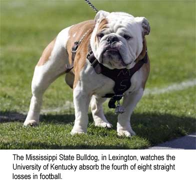 Mississippi State University bulldog