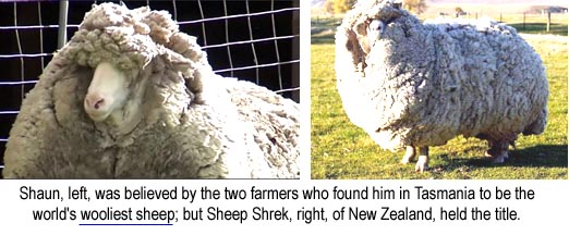 Shaun, left, was believed by the two farmers who found him in Tasmania to be the world's wooliest sheep, but Sheep Shrek, right, of New Zealand, held the title