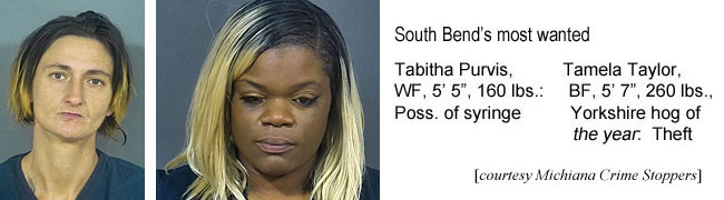 tabitame.jpg South Bend's most wanted Tabitha Purvis, WF, 5'5", 160 lbs, poss. of syringe; Tamela Taylor, BF, 5'7", 260 lbs, Yorkshire hog of the year, theft (Michiana Crime Stoppers)