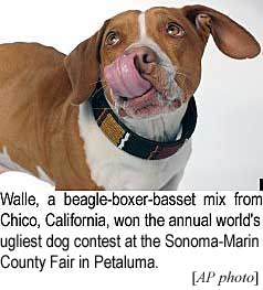 Walle, a beagle-boxer-basset mix from Chico, California, won the annual world's ugliest dog contest at the Sonoma - Marin County Fair in Petaluma, California (AP photo)