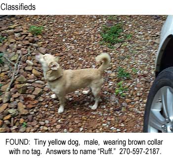 Classifieds: FOUND: Tiny yellow dog, male, wearing brown collar with no tag, answers to name "Ruff"; 270-597-2187