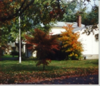 Autumn tree in New Jersey