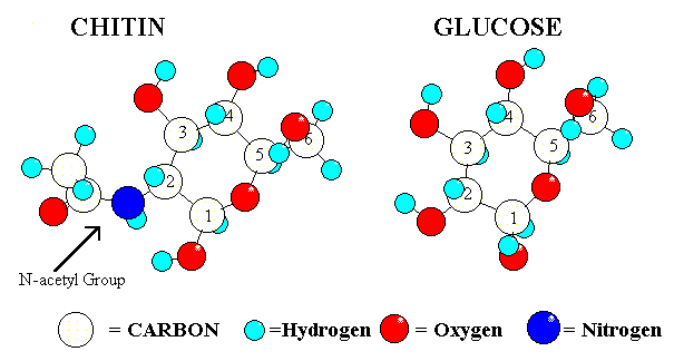 chitosan molecule