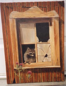 racoon in window