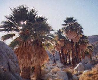 Canyon Palms