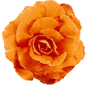 Image of begonia.gif