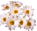 Image of daisy.gif