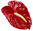 Image of heartflower.gif