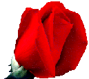 Image of rose.gif