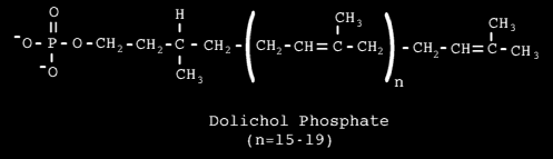 Dolichol Phosphate