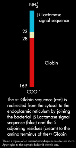diagram of modified alpha globin