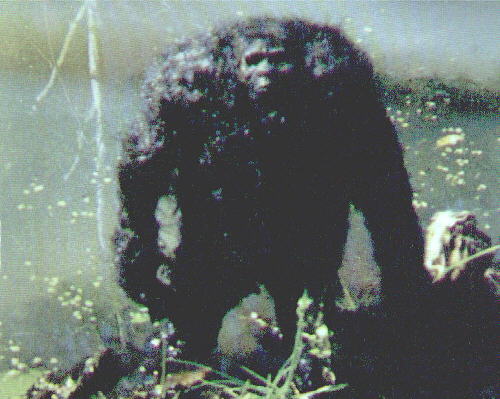 real bigfoot pictures creature
