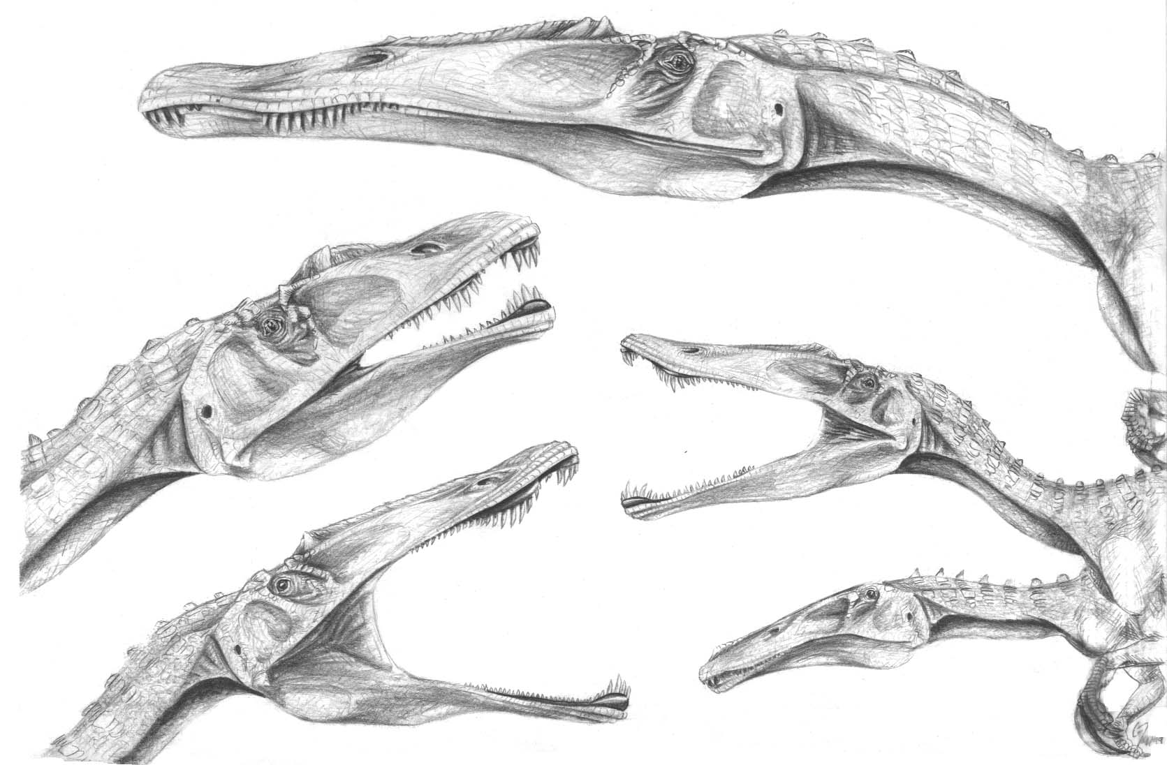 Head studies of various spinosaur genera