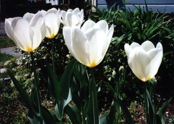 late double white tulip
