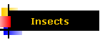 Insects