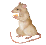 rats.gif (8149 bytes)