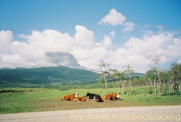 Chief Mountain and cows