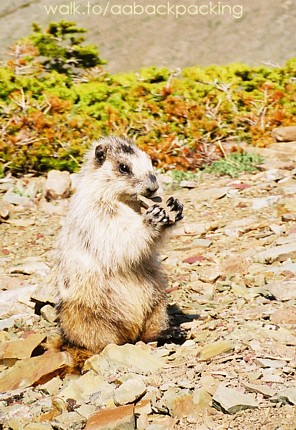 baby Marmot
