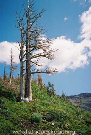 tree from trail up to Scenic Point