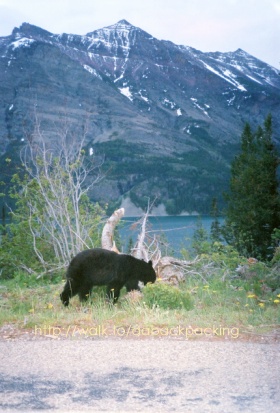 young Black Bear, St. Mary Lake, and Red Eagle Mountain