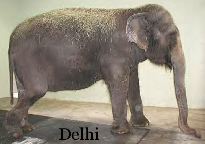 Delhi at The Elephant Sanctuary