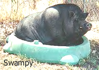 Swampy the Pot Bellied Pig