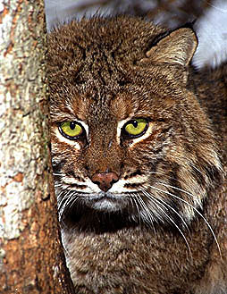 Bobcat ushers-in LEO with a story to tell!
