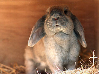 lop-eared bunny ©Patrick Oostenrijk, from Care-Mail